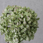 一輪挿しで愛しさ増すドライボタニカル（ピンクエッジ ）