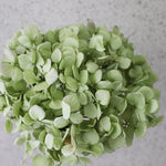 一輪挿しで愛しさ増すドライボタニカル（ピンクエッジ ）