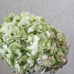 ＜シー・ユー・トゥモロー＞紫陽花・ウーリーブッシュ・ユーカリのスワッグ