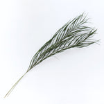 ［ドライフラワー］アレカヤシ