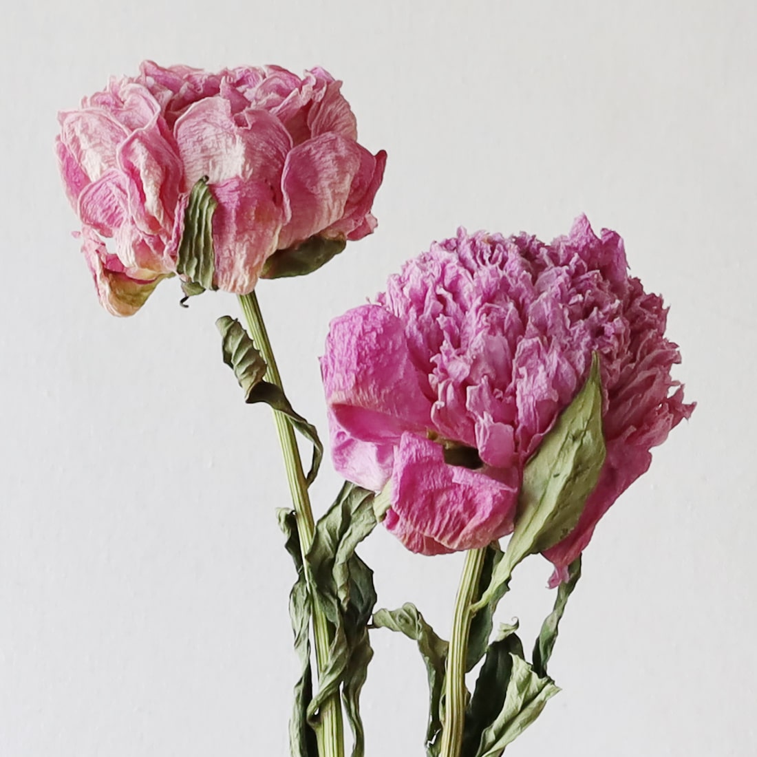 ［ドライフラワー］芍薬