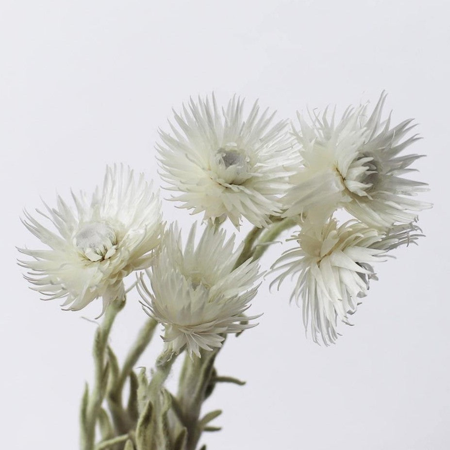 一輪挿しで愛しさ増すドライボタニカル（シルバーデージー）商品ページ