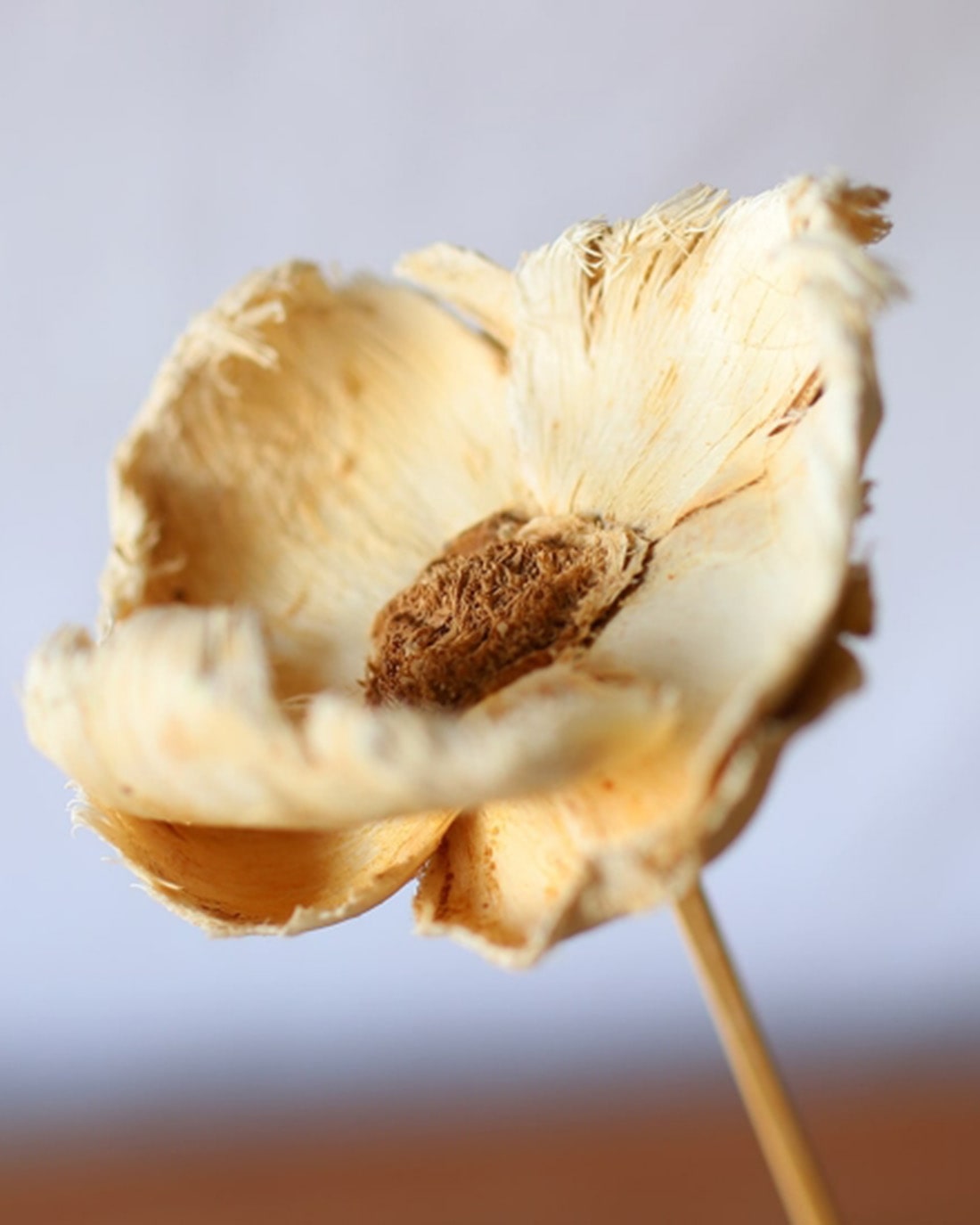 ［ドライフラワー］パームカップフラワー