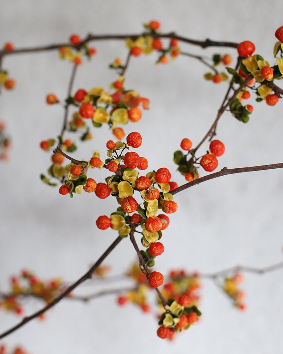 ドライフラワー］ツルウメモドキ 商品ページ - 土と風の植物園