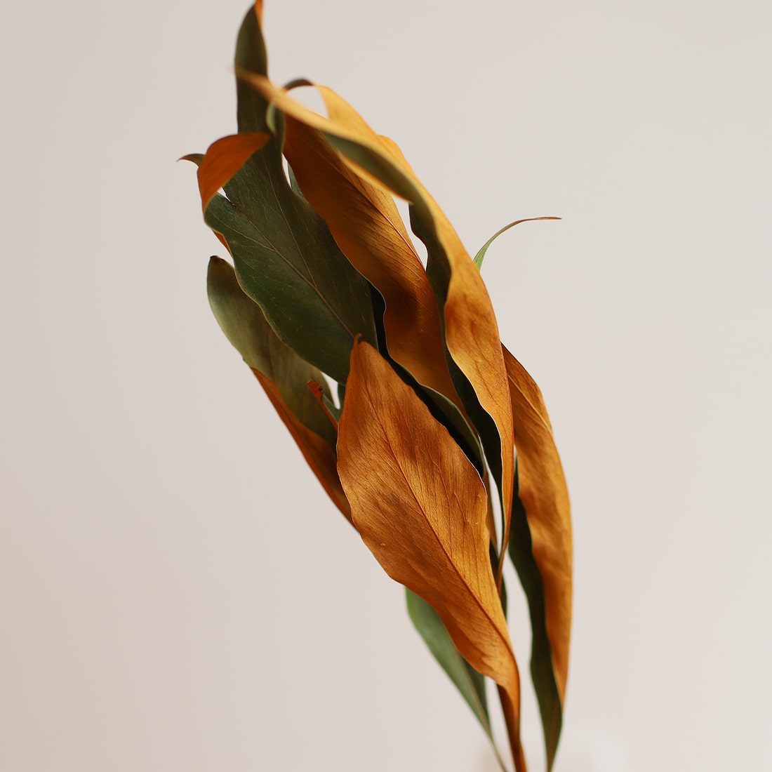 一輪挿しで愛しさ増すドライボタニカル（グレビレアゴールド） 商品