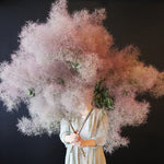 ［BIGボタニカル｜ドライ］スモークツリー 60-100㎝