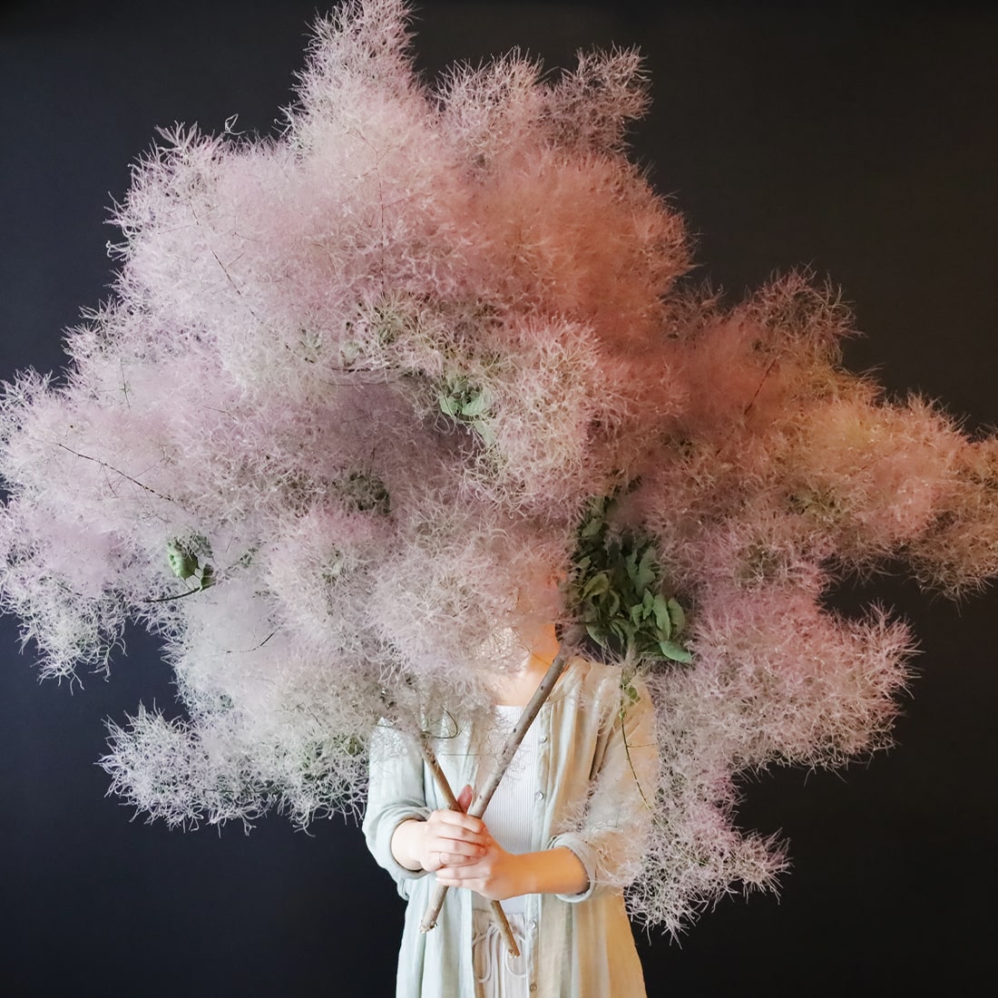 倉敷アトリエ受取限定※とっても大きなスモークツリー - 土と風の