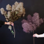 ［BIGボタニカル｜ドライ］スモークツリー 60-100㎝