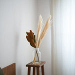 ［ドライフラワー］パンパスグラス