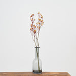 ［ドライフラワー］カンガルーポー