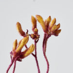 ［ドライフラワー］カンガルーポー