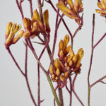 ［ドライフラワー］カンガルーポー