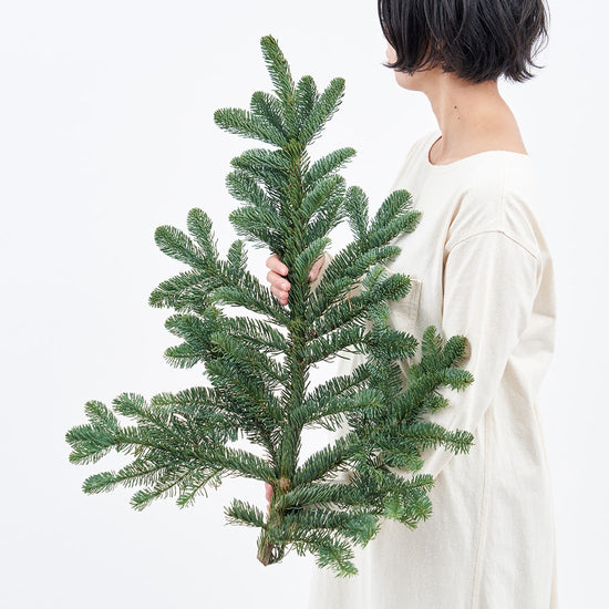 ［フレッシュな状態でお届け］モミ