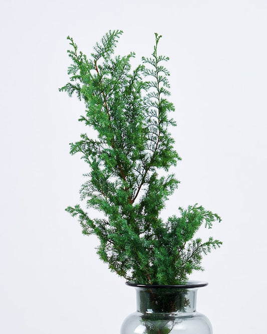 ［フレッシュな状態でお届け］サツマ杉