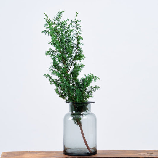 ［フレッシュな状態でお届け］サツマ杉