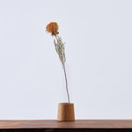 ［ドライフラワー］ドライアンドラ フォルモーサ