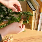 ［フレッシュな状態でお届け］モミ