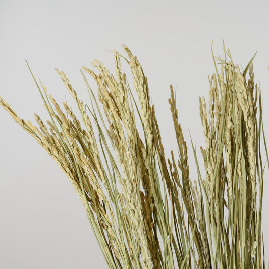 ［ドライフラワー］稲穂