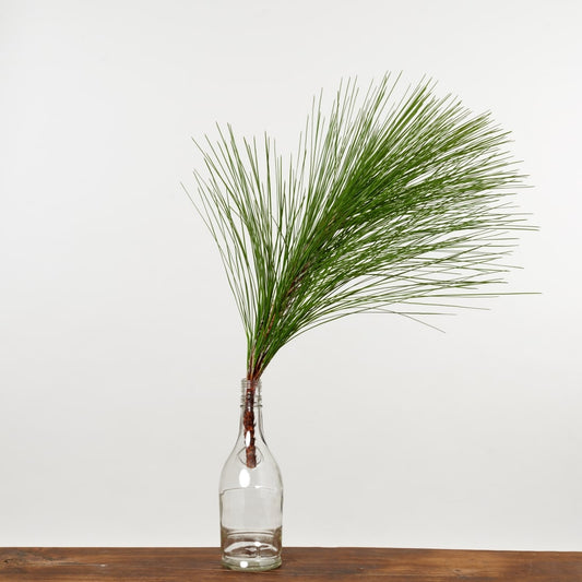 【12月中旬～順次発送｜予約販売商品】［フレッシュな状態でお届け］大王松