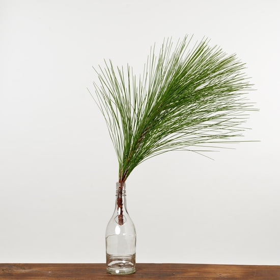 【12月中旬～順次発送｜予約販売商品】［フレッシュな状態でお届け］大王松