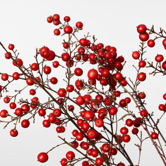 【12月中旬～順次発送｜予約販売商品】［ドライフラワー］南天の実