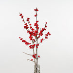 ［ドライフラワー］ウメモドキ