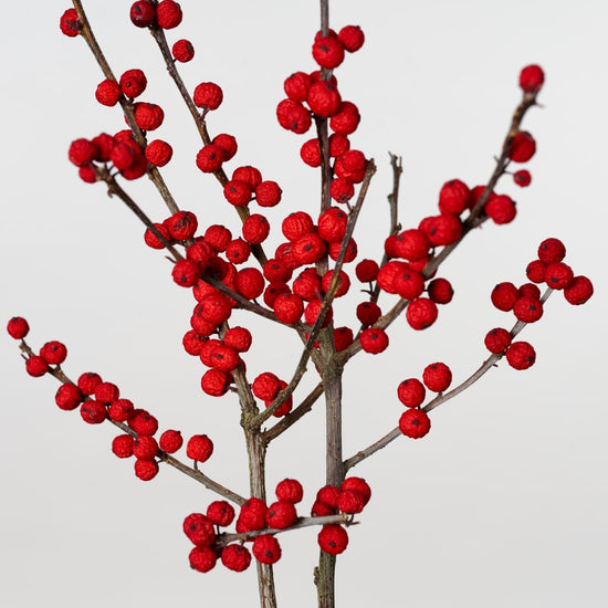 ［ドライフラワー］ウメモドキ