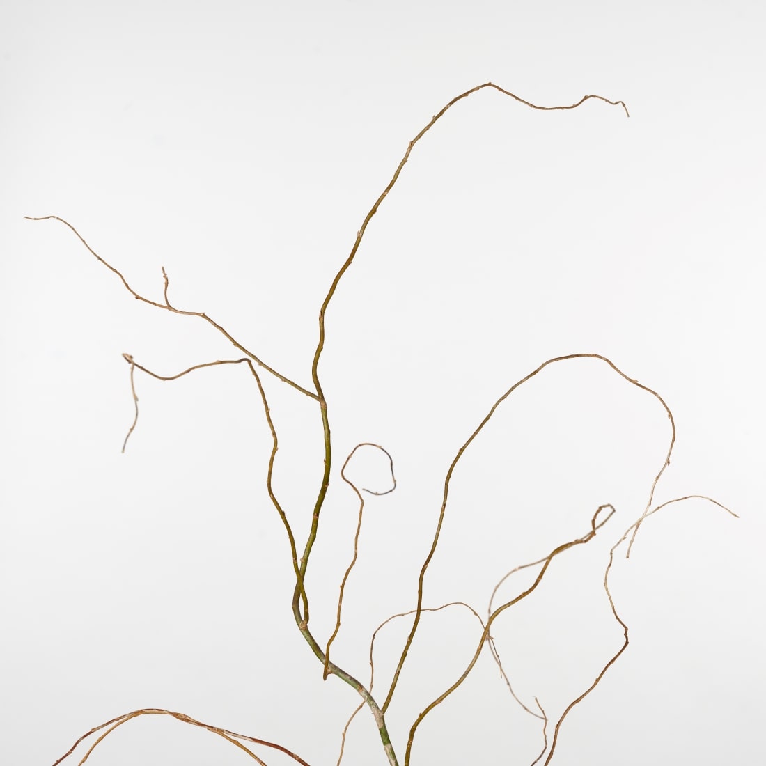 BIGボタニカル］雲竜柳 120cm 商品ページ - 土と風の植物園