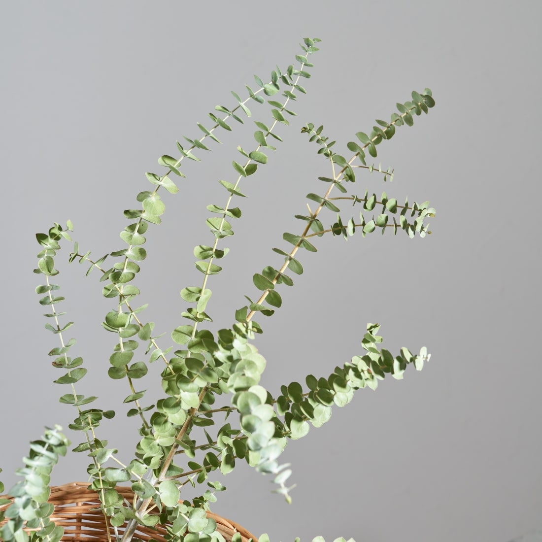 BIGボタニカル｜ドライ］ユーカリ ベイビーブルー 100-110㎝ 商品