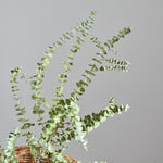 ［BIGボタニカル｜ドライ］ユーカリ ベイビーブルー 110㎝