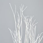 ［ドライフラワー］ミツマタ（ホワイト）