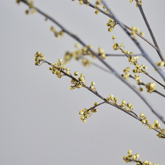 ［ドライフラワー］アオモジ