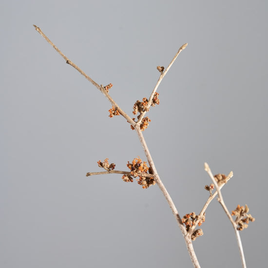 ［ドライフラワー］マンサク