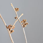 ［ドライフラワー］マンサク