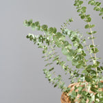 ［BIGボタニカル｜ドライ］ユーカリ ベイビーブルー 110㎝