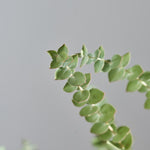 ［BIGボタニカル｜ドライ］ユーカリ ベイビーブルー 110㎝