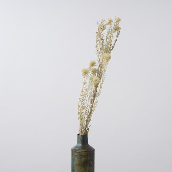 一輪挿しで愛しさ増すドライボタニカル（フィリカ プルモーサ）