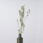 ［ドライフラワー］ゴアナクロー