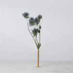 ［ドライフラワー］エリンジューム マグネーター