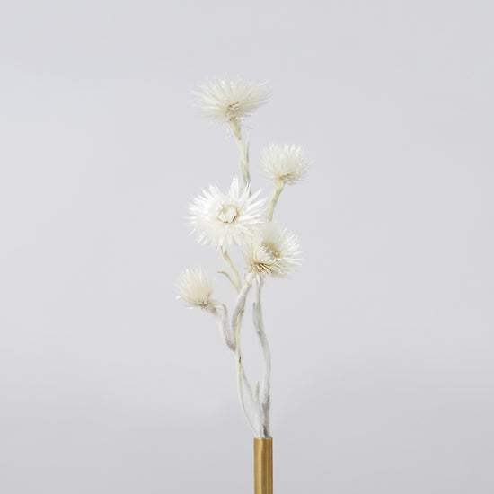 一輪挿しで愛しさ増すドライボタニカル（シルバーデージー）