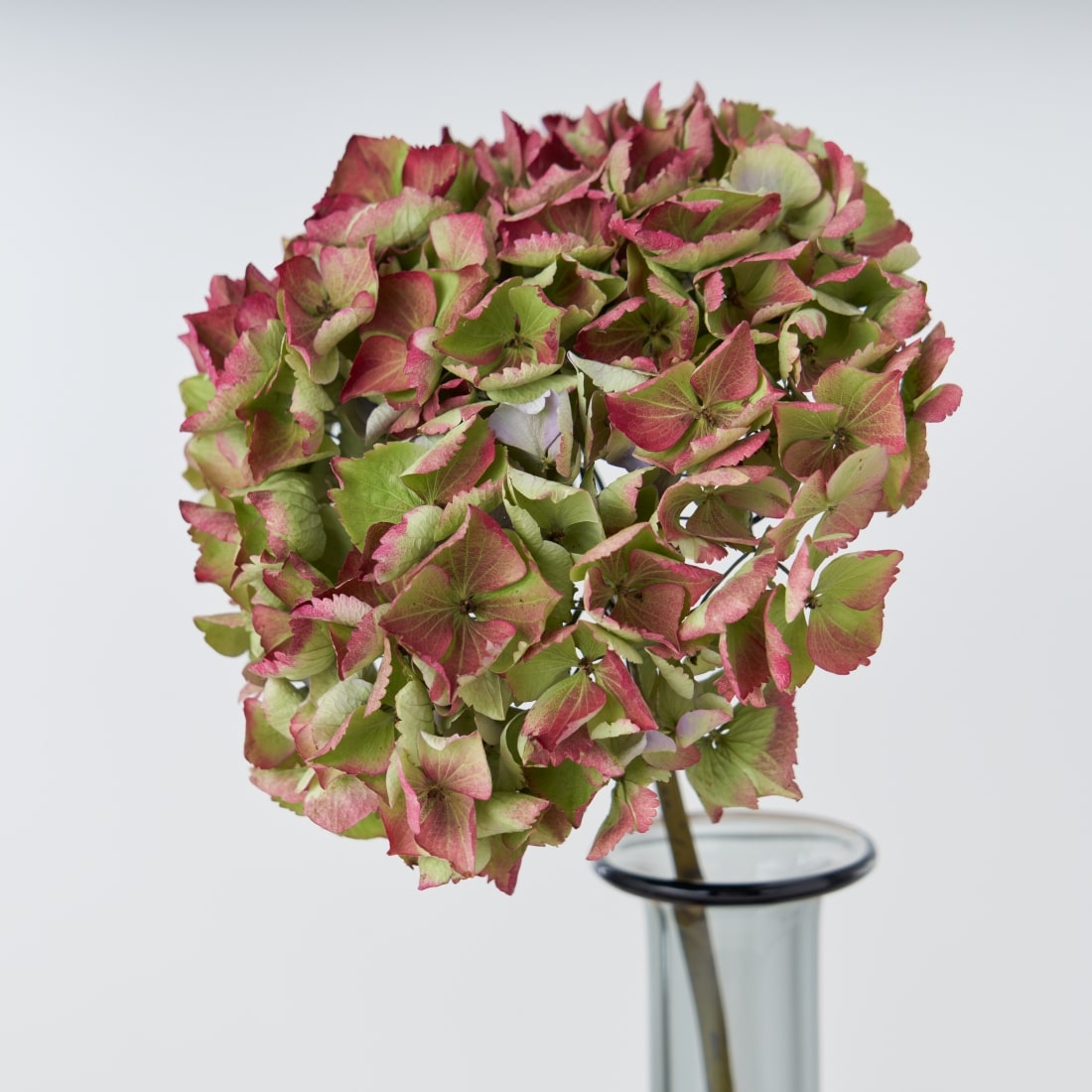 ドライフラワー］紫陽花 クラシックエメラルド商品ページ - 土と