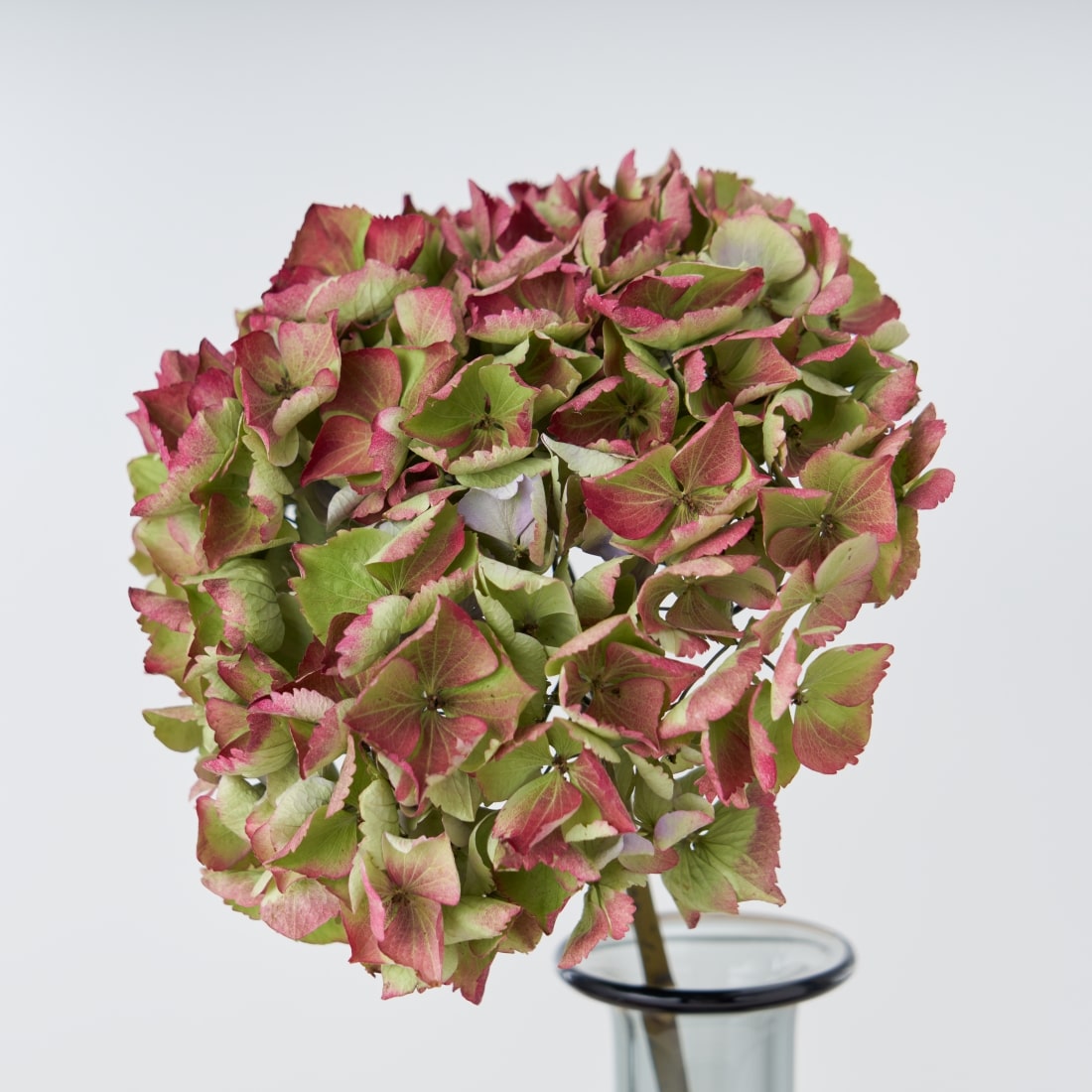 ドライフラワー］紫陽花 クラシックエメラルド商品ページ - 土と