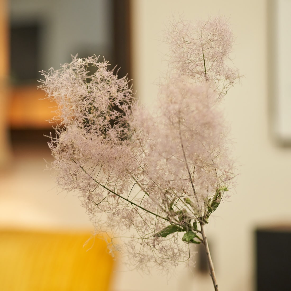 ドライフラワー］スモークツリー 商品ページ - 土と風の植物園