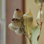 ［ドライフラワー］ユーカリ トランペット