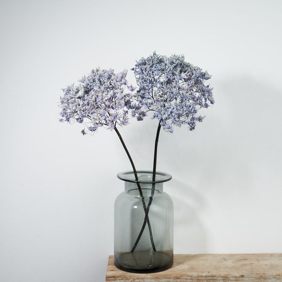 ［ドライフラワー］紫陽花 カンターレ