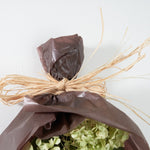 ＜イノセント＞紫陽花アナベル・ユーカリ・エバーラスティングのスワッグ