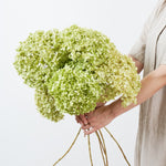 ［ドライフラワー］紫陽花 アナベル