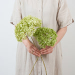 ［ドライフラワー］紫陽花 アナベル