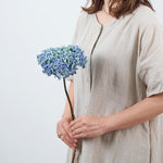 ［ドライフラワー］紫陽花  西安アンティークブルー＜クロダナーセリー＞