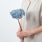 ［ドライフラワー］紫陽花  西安アンティークブルー＜クロダナーセリー＞